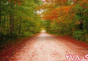 کاشی سه بعدی طرح طبیعت از خانه شیک