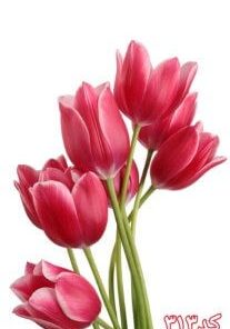 کاشی سه بعدی طرح گل از خانه شیک