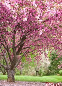 کاشی سه بعدی طرح طبیعت از خانه شیک