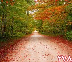 کاشی سه بعدی طرح طبیعت از خانه شیک