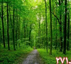 کاشی سه بعدی طرح طبیعت از خانه شیک