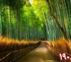 کاشی سه بعدی طرح طبیعت از خانه شیک