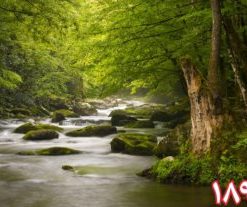 کاشی سه بعدی طرح طبیعت از خانه شیک