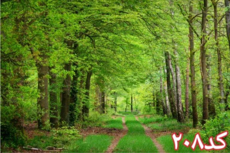 کاشی سه بعدی طرح طبیعت از خانه شیک